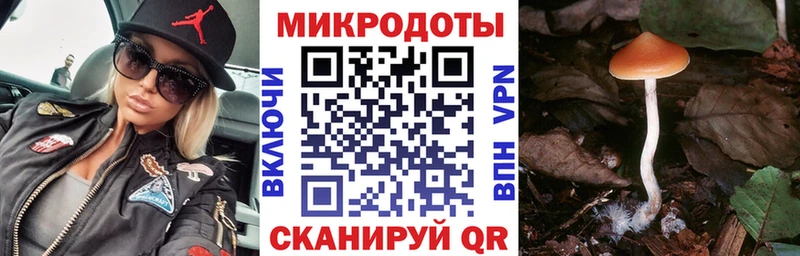 Псилоцибиновые грибы Psilocybe  Чаплыгин 